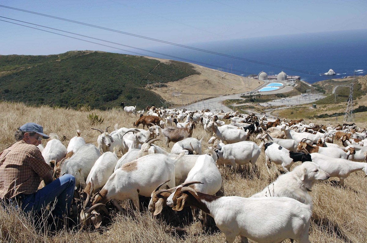 Pastoreo de cabras en los alrededores de la planta nuclear Diablo Canyon, en California. Foto: REUTERS/Phil Klein