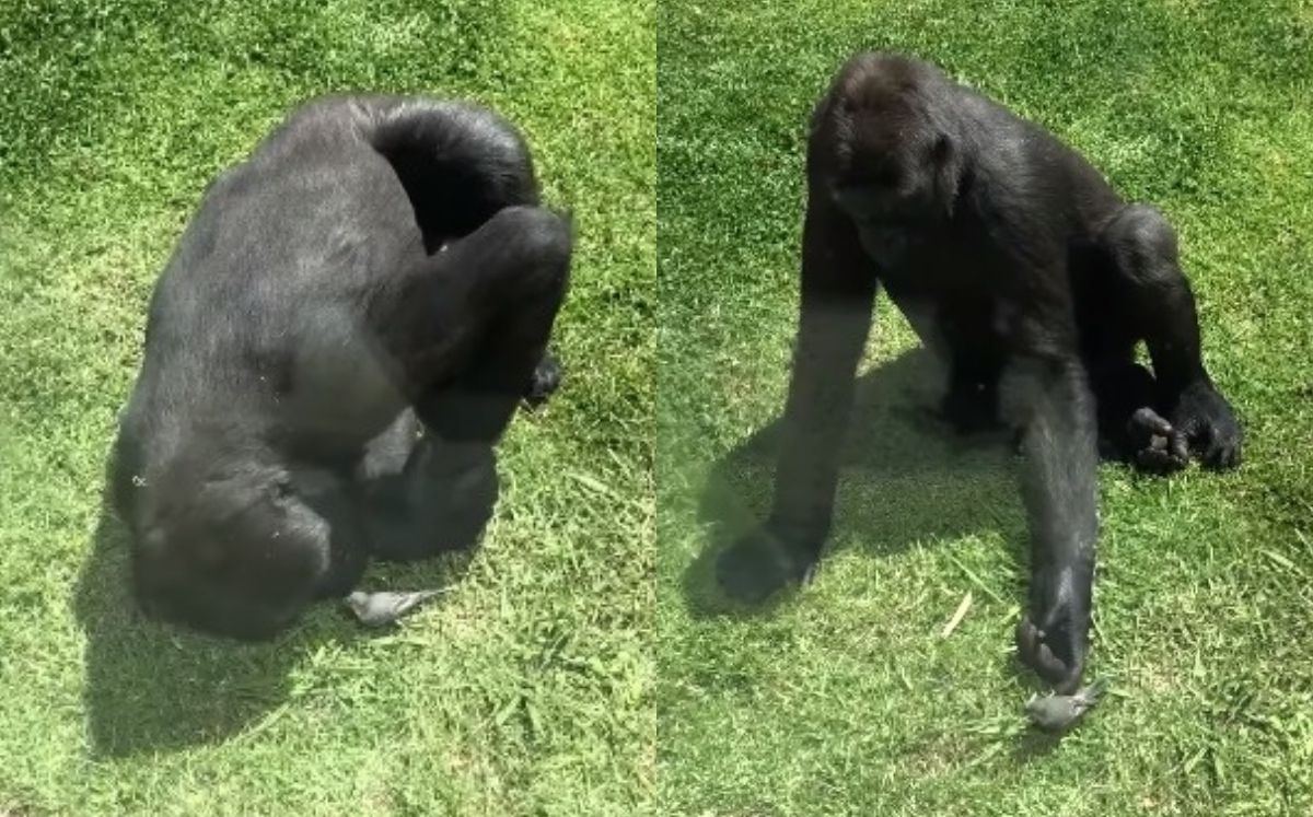 Gorila ayuda a ave herida (Captura)