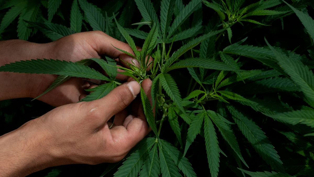Mariguana: esto dice la ley sobre su uso lúdico
