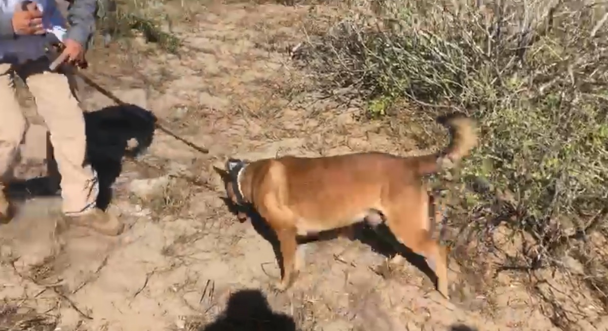 Los perros ayudan a las personas a localizar los cuerpos. (Fanny Martínez)