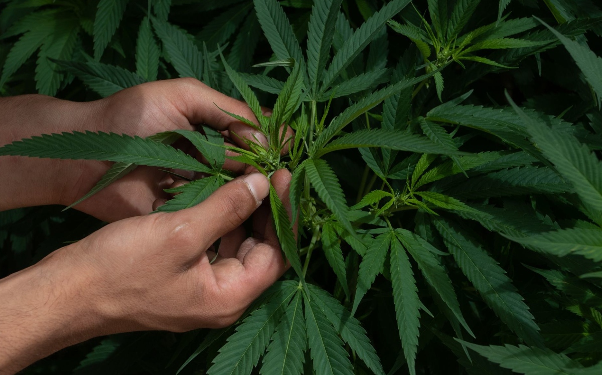 El Senado mantiene la discusión sobre el uso lúdico de la mariguana. (Cuartoscuro)