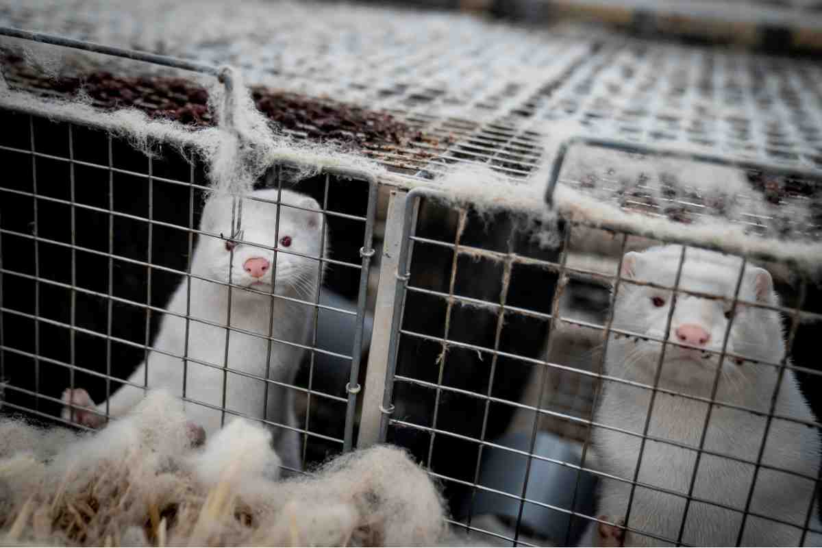 Visones en una granja cerca de Naestved, en Dinamarca | Reuters