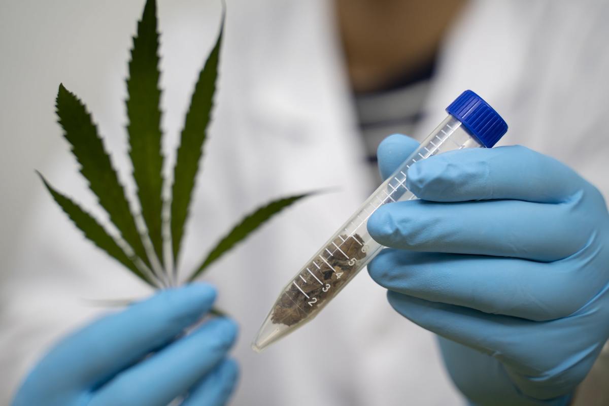 Cannabis para uso recreativo en California / Getty Images.