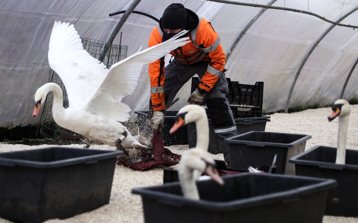 Confinan a cisnes en Brujas (AFP)