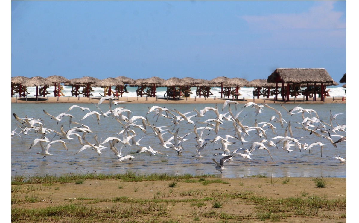 Hay seis especies de aves marinas o gaviotas de playa Miramar, todas con una inteligencia excepcional para su adaptación (Yazmín Sánchez)