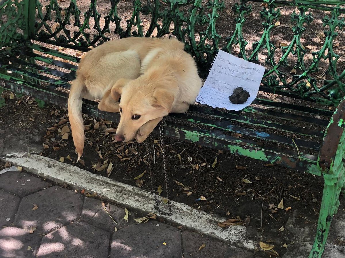 Max fue abandonado junto con una nota en mla Ciudad de México. (Tomada de @mascotasdifunde)