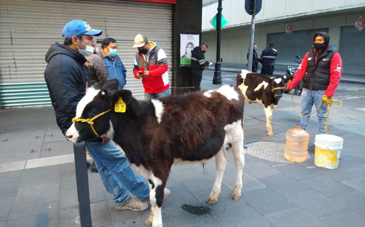 El grupo de ganaderos acudió al Centro Histórico de la CdMx con dos becerros para protestar. (César Velázquez)