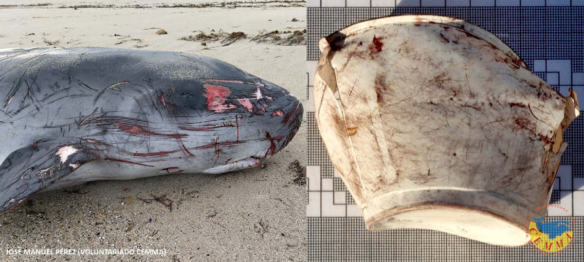 El mamífero marino fue encontrado en la costa de España. | CEMMA