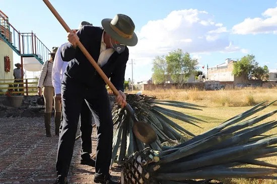 Celebran en Guanajuato el 8° Festival del Agave