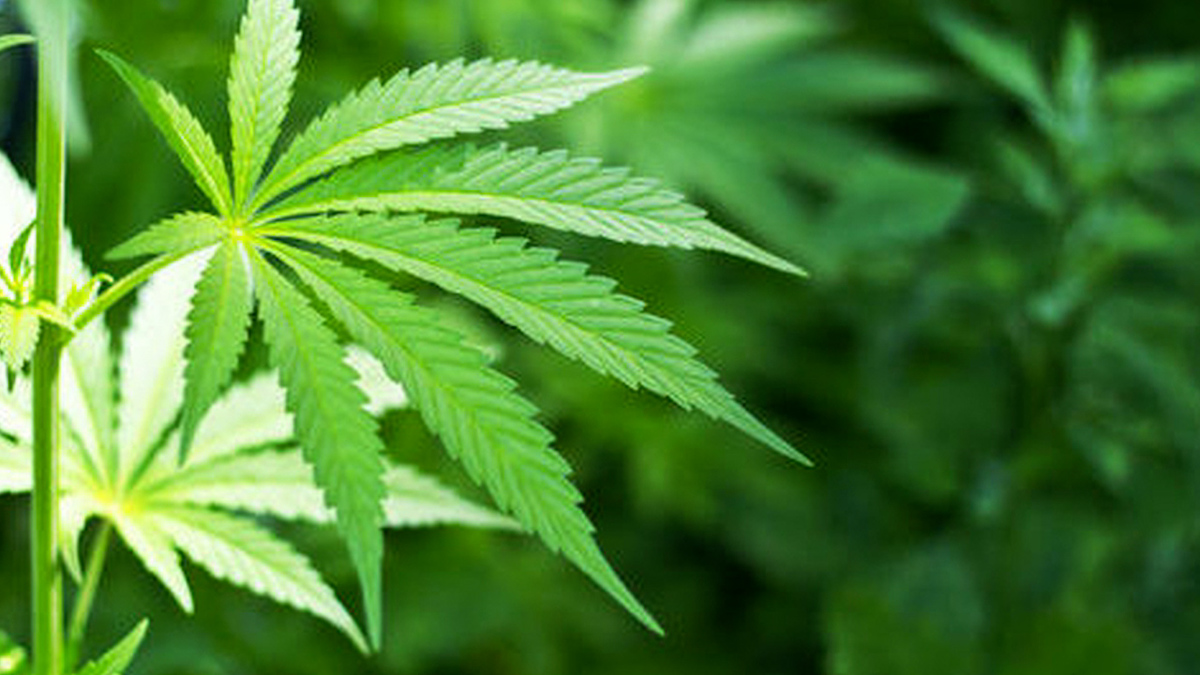 Legalización de la mariguana en México y sus efectos