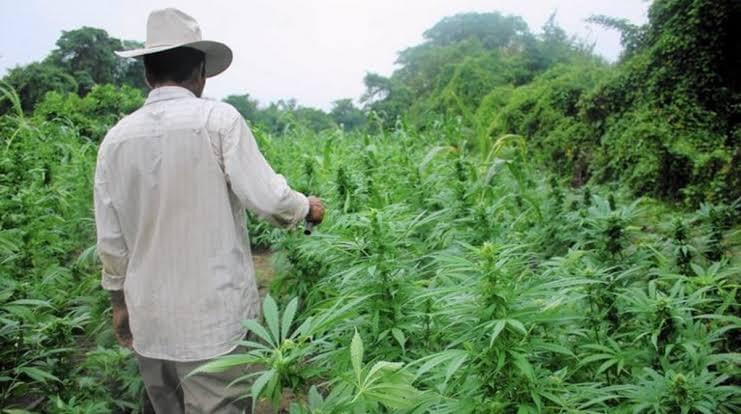 Los campesinos de Sinaloa podrían tener licencia para sembrar mariguana.
