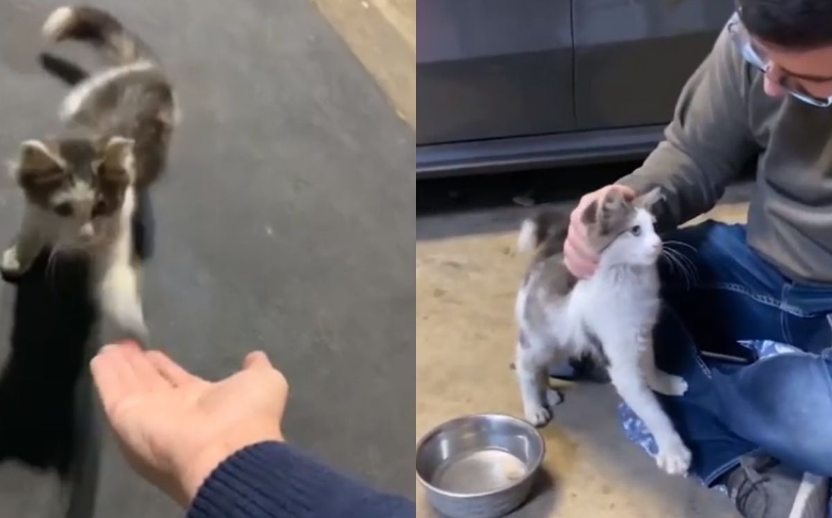 El pequeño gatito al que llamaron Donald (Captura)