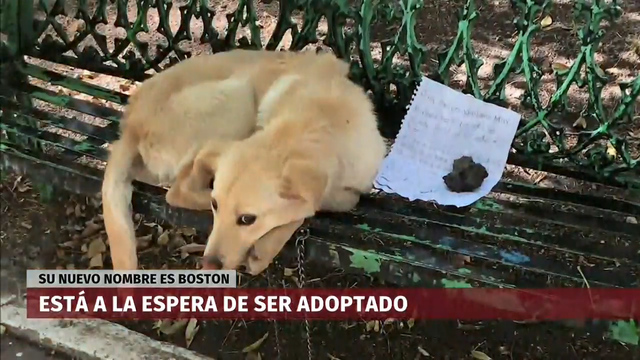 "Por favor, adóptame"; abandonan a perrito en parque de CdMx junto con una nota