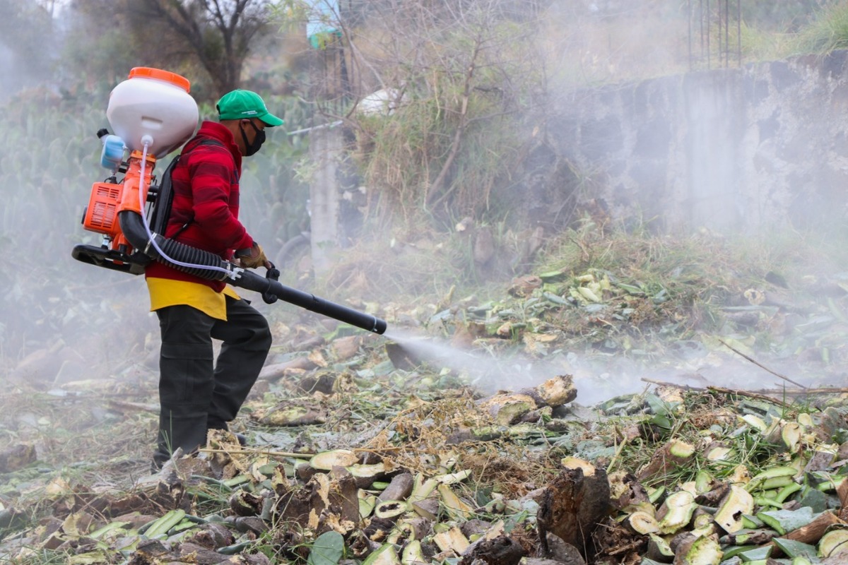 Realizan tequio en la CdMx para combatir mancha negra en nopales | Especial