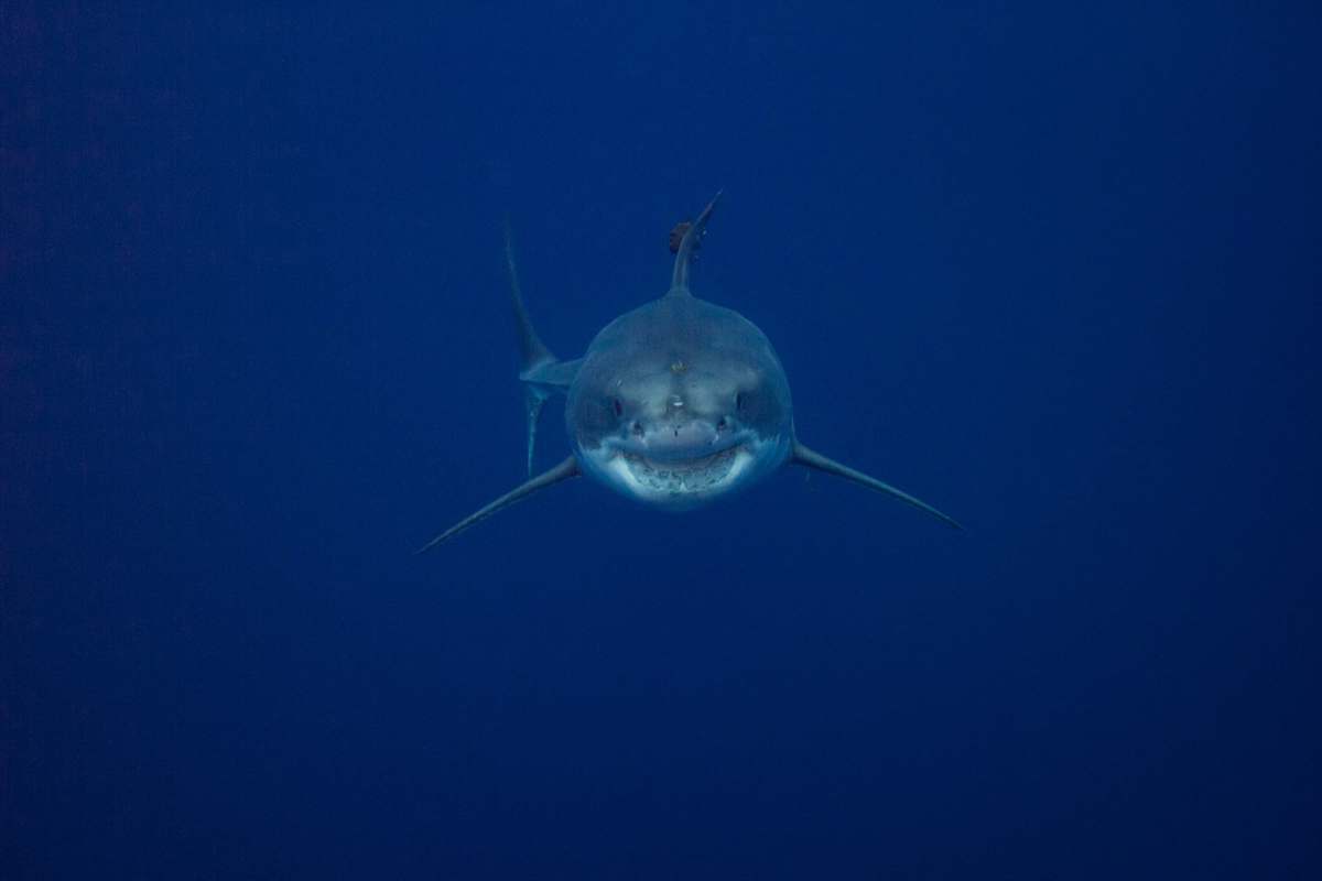Tiburón Blanco. (Oceana)