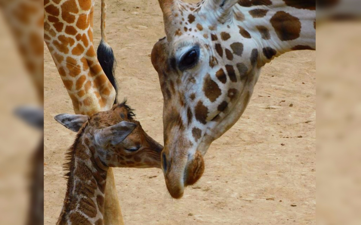 Kenia y su hija están aún bajo observación de los especialistas. (Especial)