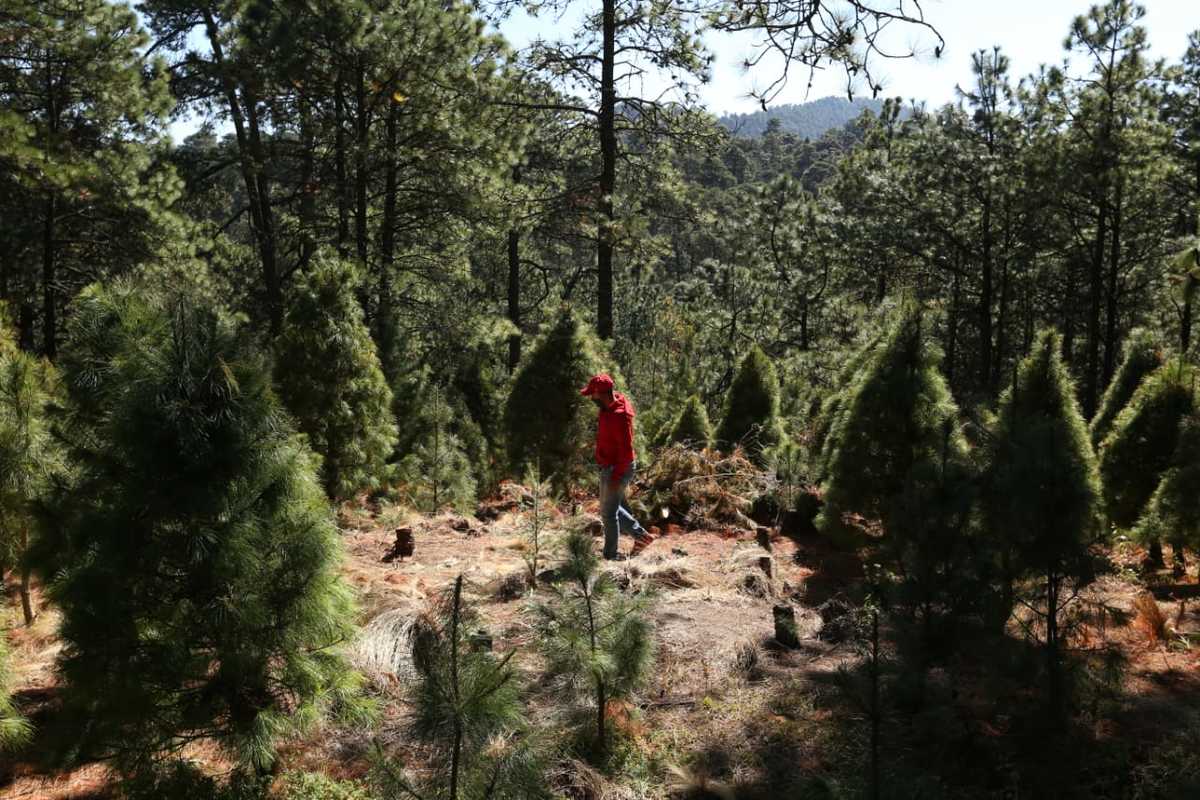 Los árboles de Navidad naturales se plantan en zonas específicas y, una vez cortados, se reforesta el área con nuevos pinos. (Octavio Hoyos)