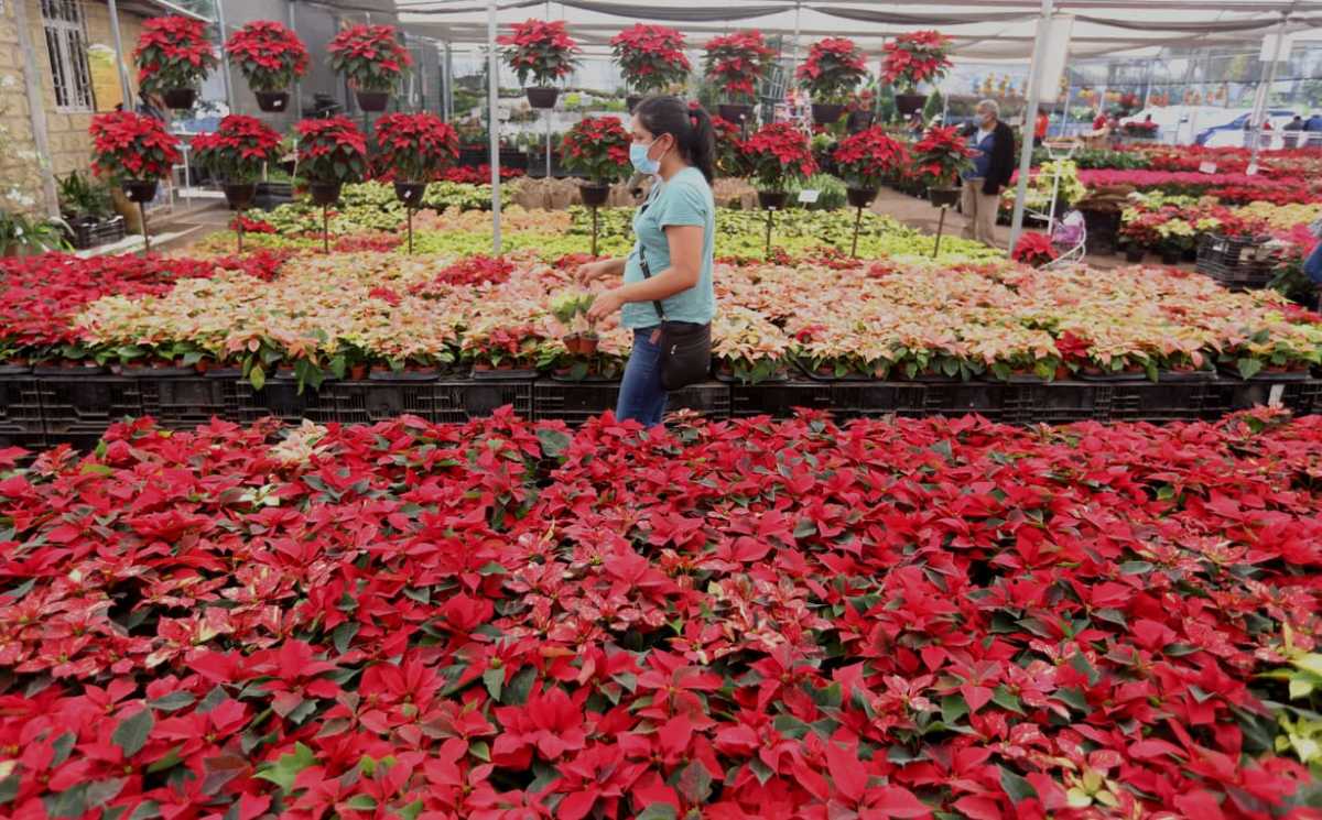 La colonia Cabrera en Atlixco, Puebla alberga la zona de producción y venta de nochebuenas. | Javier Ríos