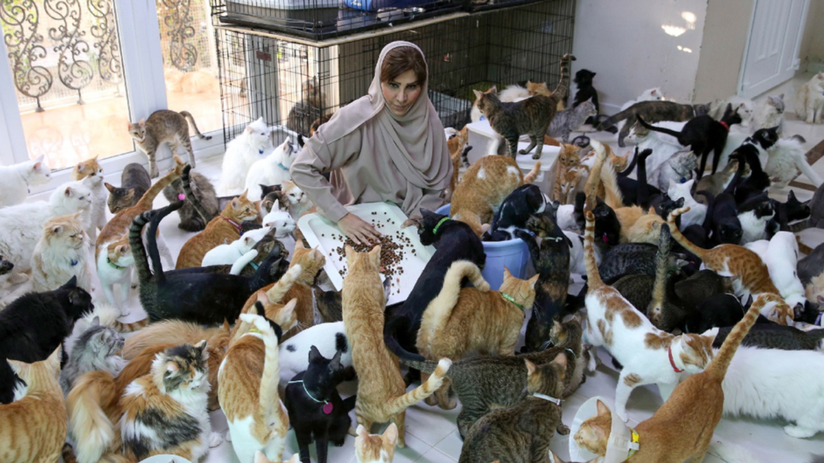 ¡Amor gatuno! Mujer vive con más de 400 gatos que ha rescatado de la calle