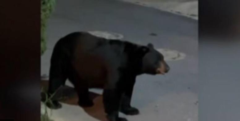 Graban a oso buscando comida en Monterrey. Foto: Especial.