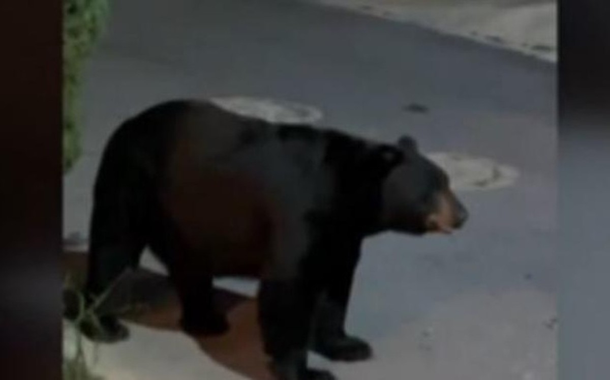 Perrito chihuahua ahuyenta a un oso en Monterrey