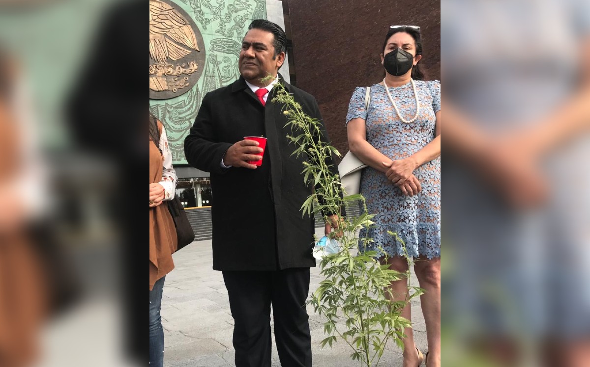 El legislador es el primer diputado federal en iniciar ante Cofepris su trámite para obtener la autorización de autocultivo de mariguana. (Especial)