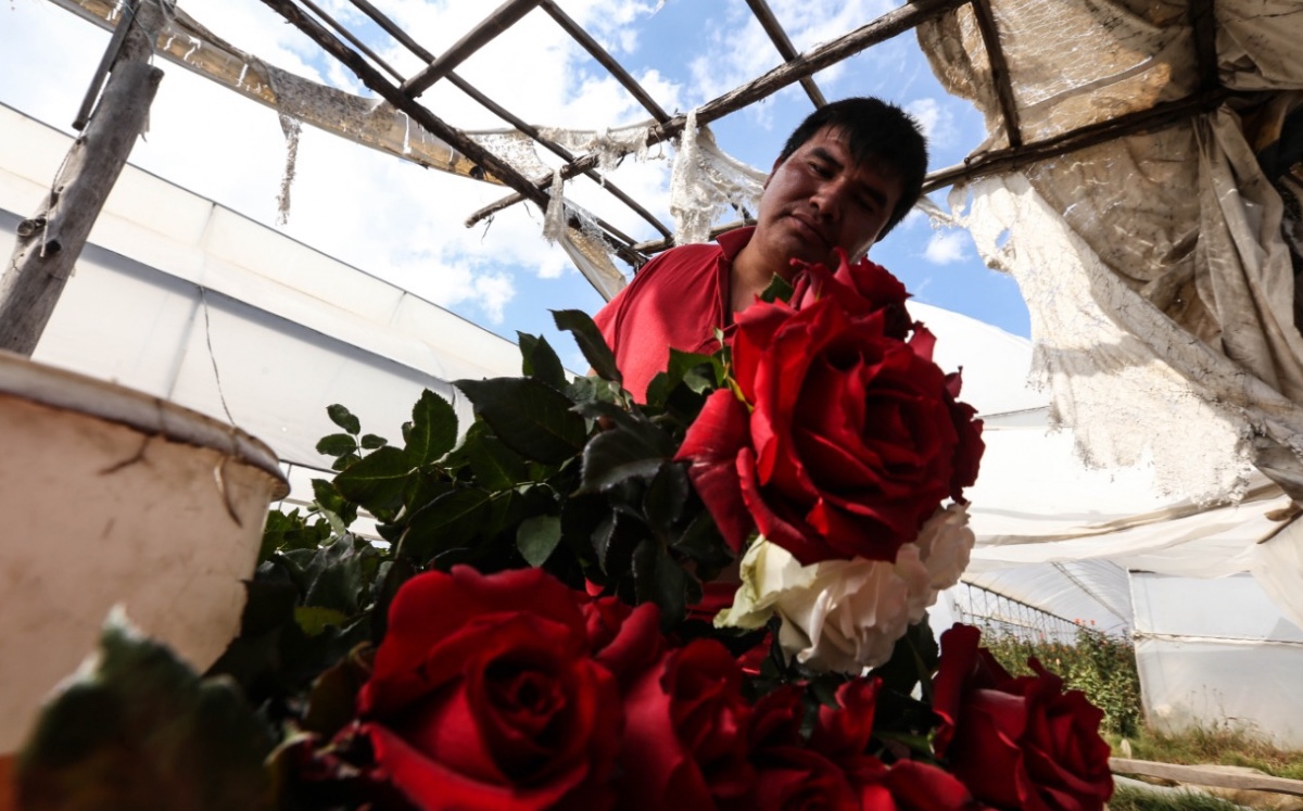 La esperanza de los productores de rosas en Puebla es que el próximo 12 de diciembre su producción se venda al precio mínimo. (Octavio Hoyos)