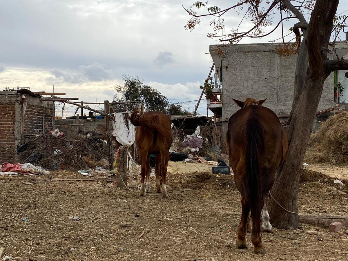 En San Francisco Ampliación denuncian malos olores por presencia de caballos