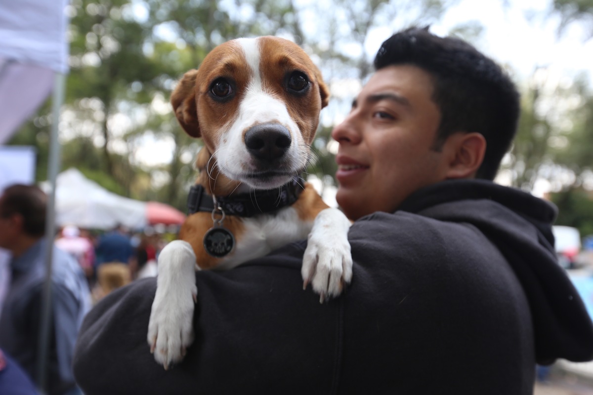 Te decimos qué necesitas para traer a tu mascota. Foto: Nelly Salas/Milenio