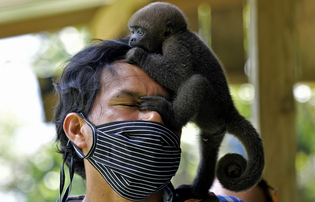 Los monos son una de las especies más amenazadas por su caza. (AFP)