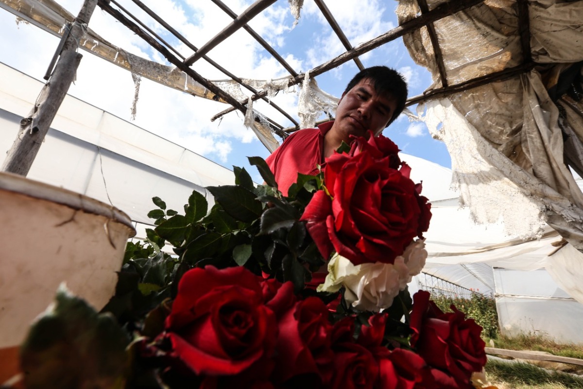 Los productores de rosas buscan alternativas para no perder su venta de este año. | Octavio Hoyos