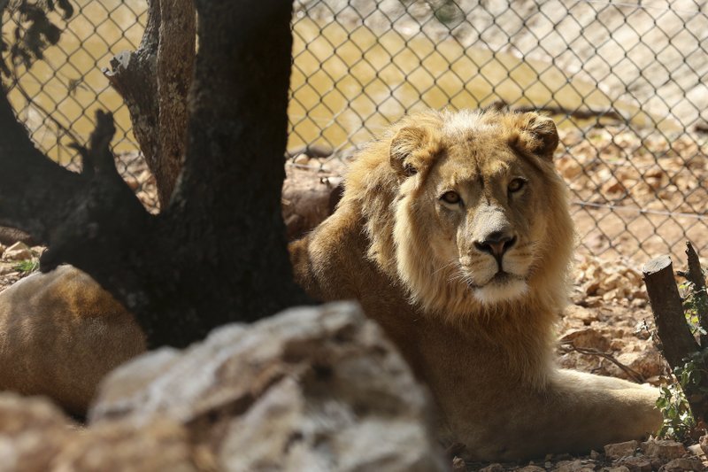 El caso de leones en Barcelona es el segundo reportado en el mundo. | Archivo AP