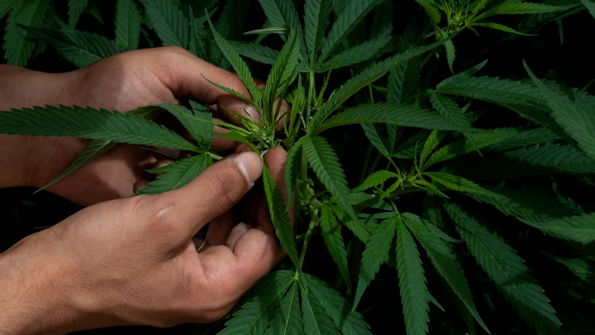Diputados aplazan hasta 2021 discusión sobre regulación de mariguana