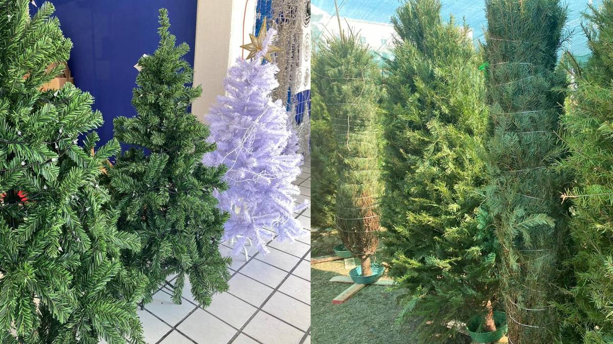 Árbol de navidad natural vs Artificial ¿Cuál es la mejor opción?