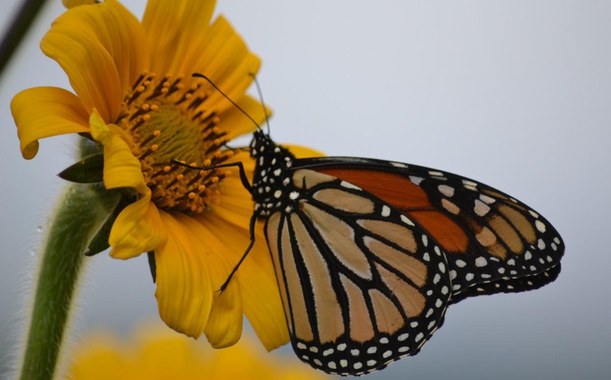 Mariposa monarca se alimenta en Tamaulipas. (Cortesía)