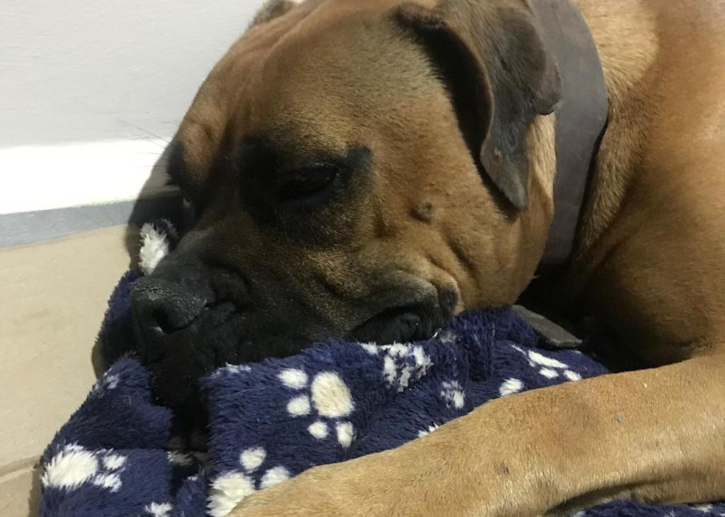Las mascotas necesitan cuidados en temporada de frío. (Zomaira Pimentel)