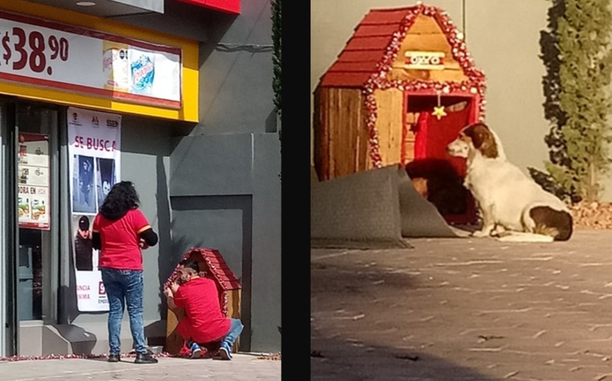Trabajadores de Oxxo adoptan a perrito Migajón; le adornan casita por Navidad