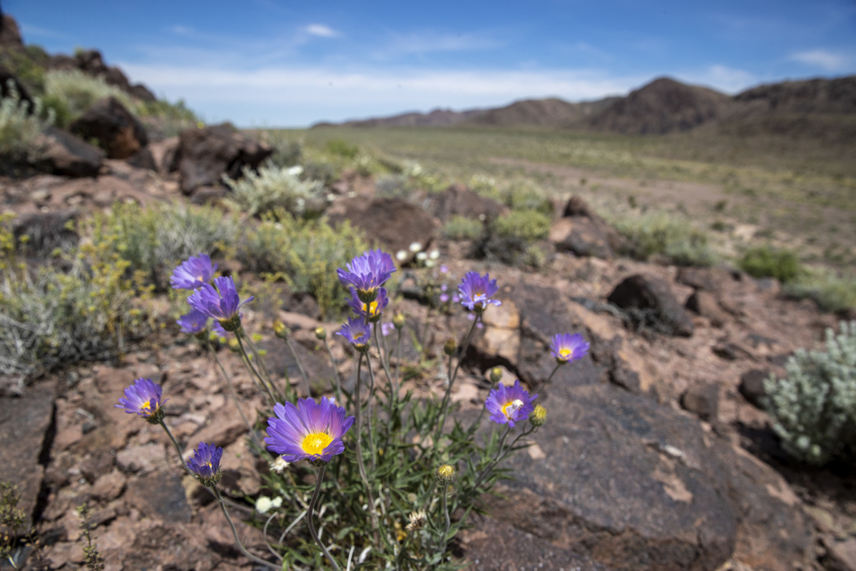 Estas flores silvestres crecen en las tierras áridas del Desierto de Mojave. Foto: Brian van der Brug/Getty Images