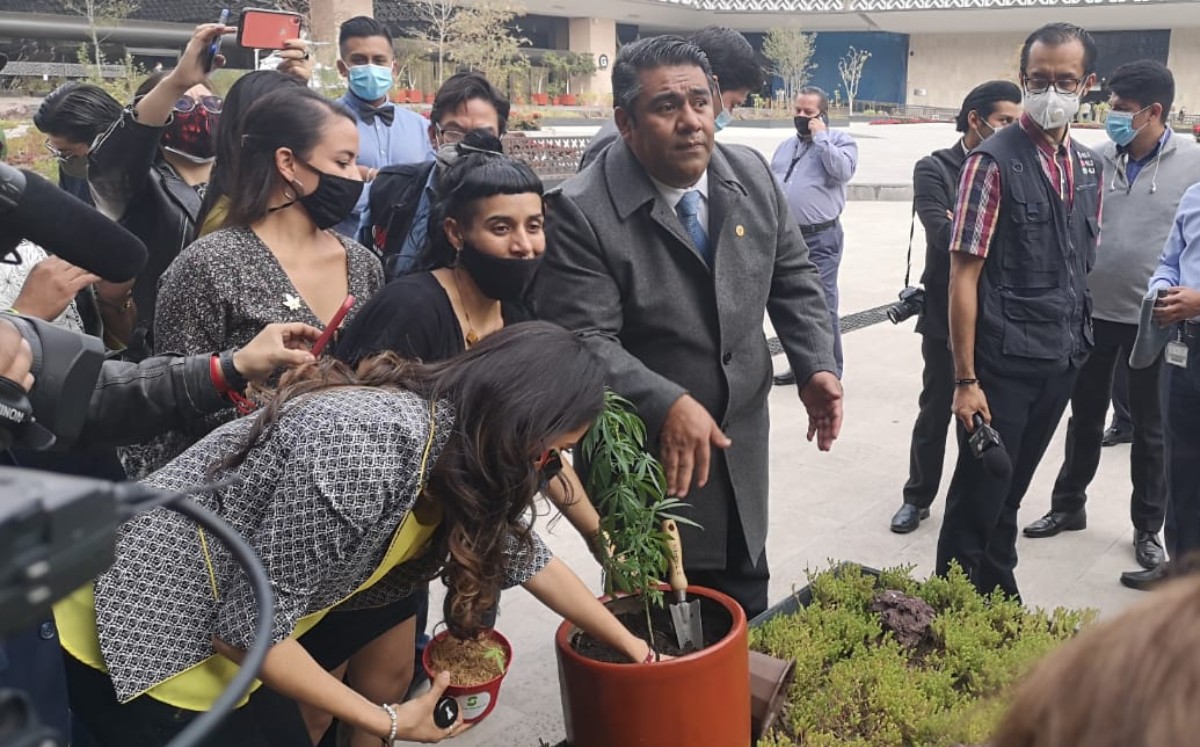 Sergio Pérez señaló que la siembra de la planta fue en honor a las madres que en la clandestinidad cultivan mariguana. (Fernando Damián)