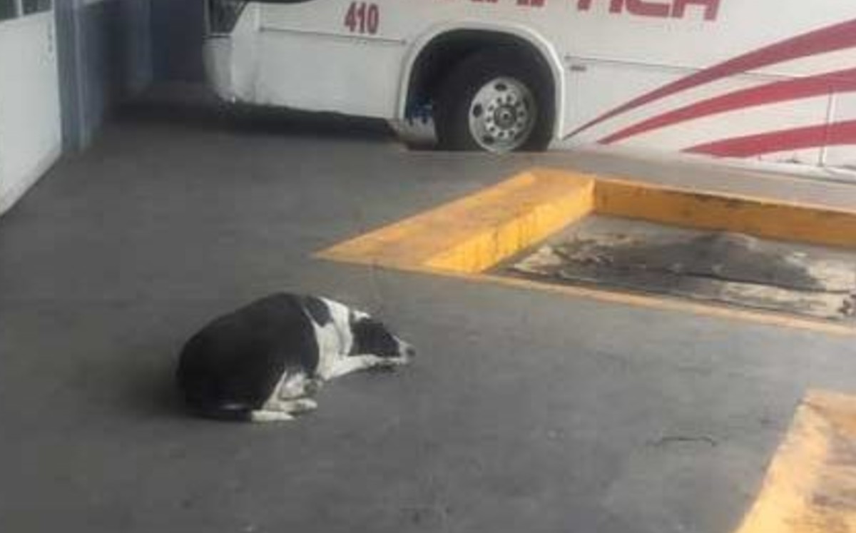 Vaca (Facebook).