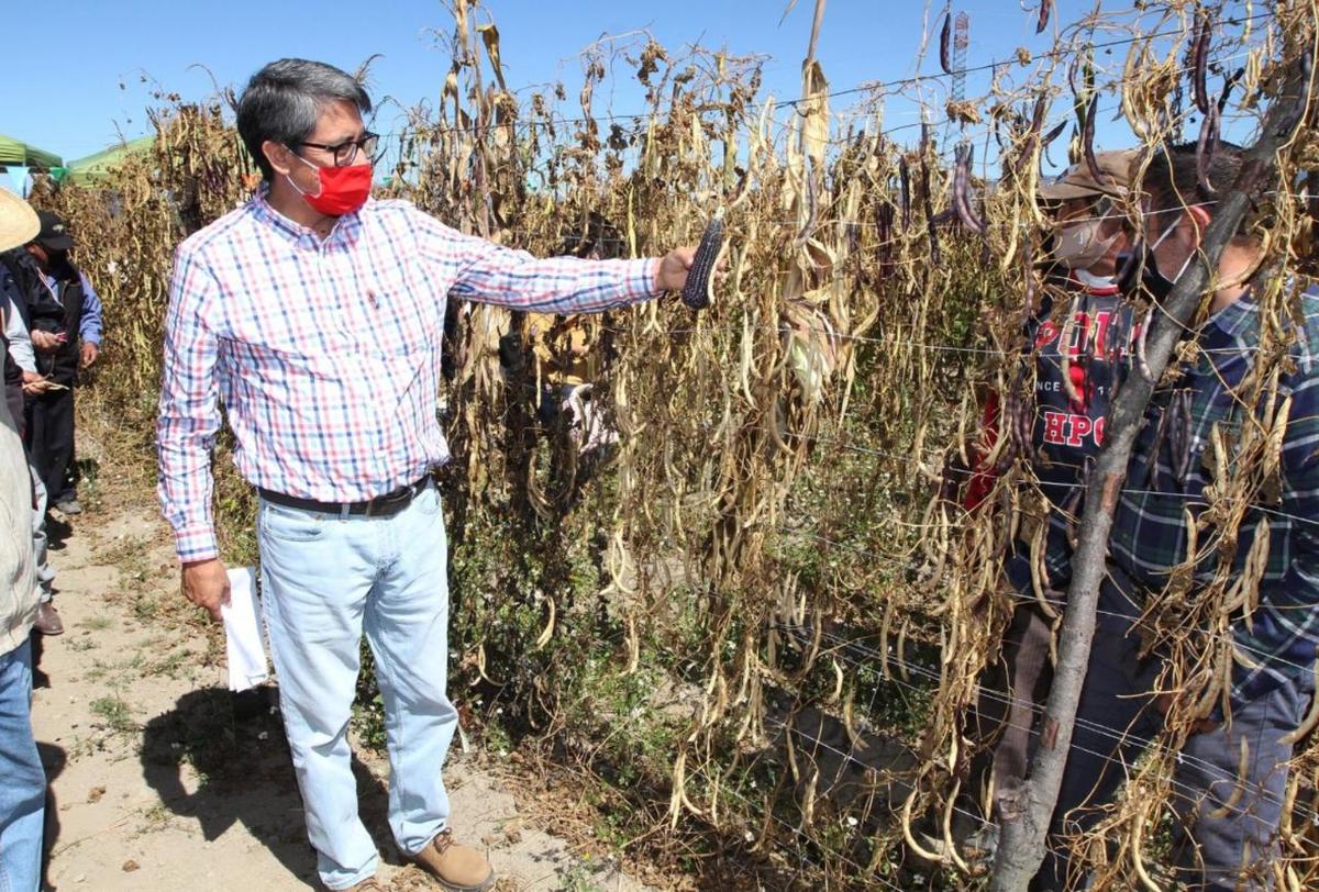 Bajas temperaturas afectan 200 mil hectáreas de cosecha en Tlaxcala. (Adolfo Tenahua)