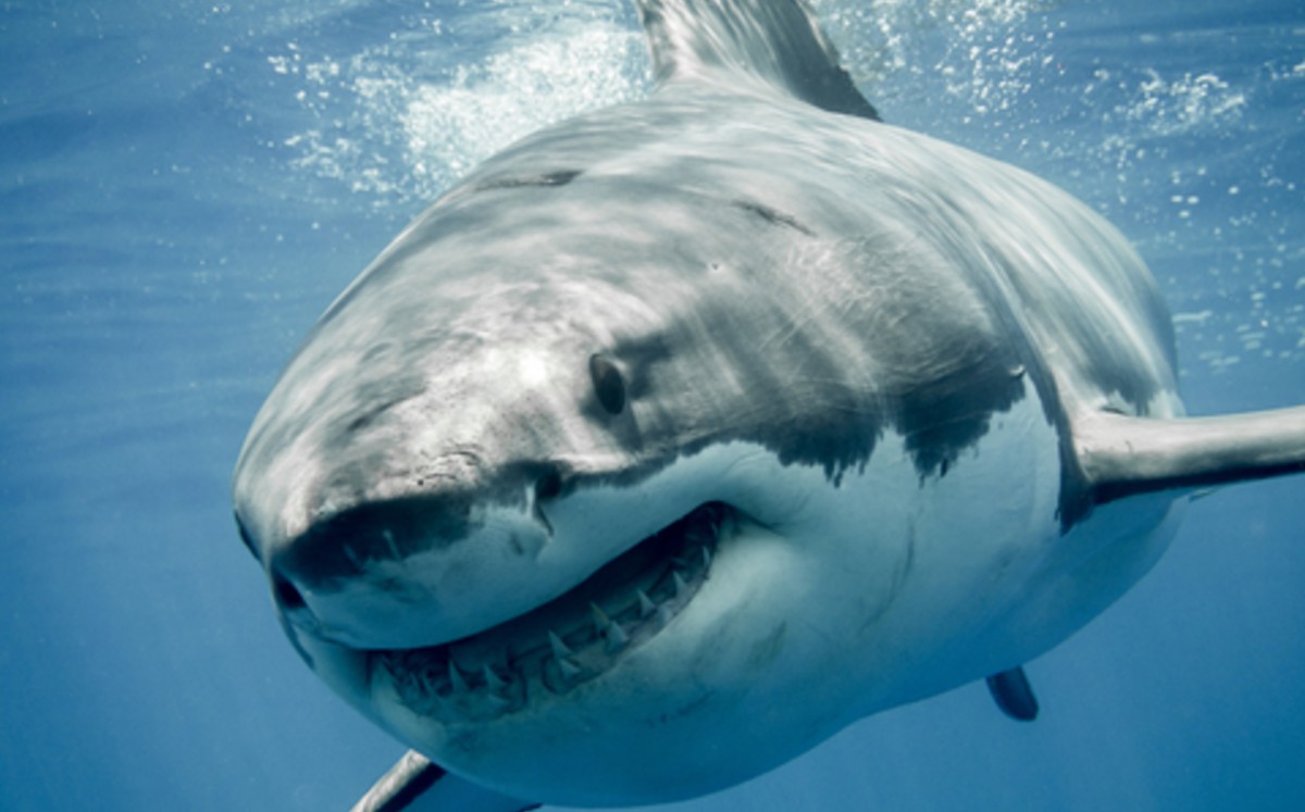 Muere una mujer tras ser atacada por un tiburón en la isla de San Martín. (shutterstock)