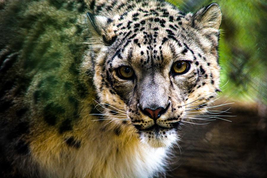 El parque zoológico está esperando los resultados de pruebas de laboratorios realizadas a otros dos leopardos de las nieves. (EFE)