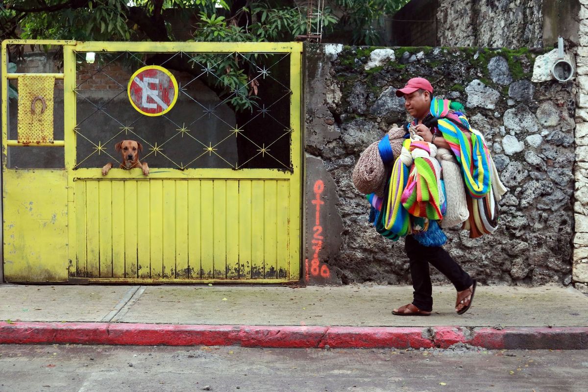 Los perros contagiados por covid-19 no constituyen un riesgo / Cuartoscuro