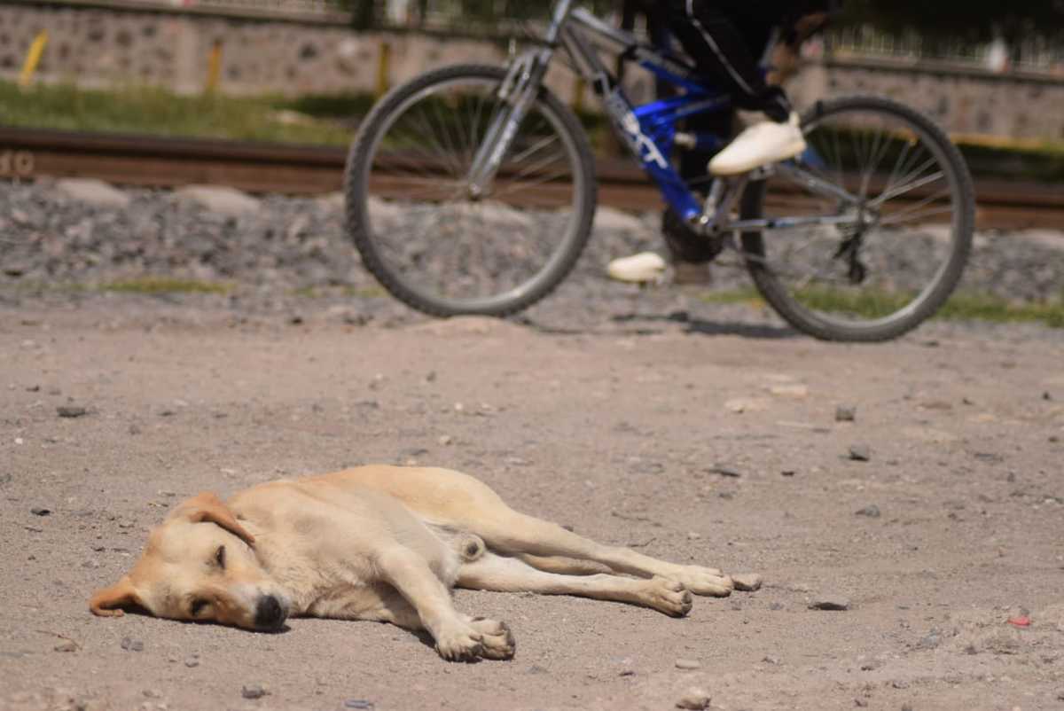 Perros en situación de calle de la región Tula-Tepeji. (Francisco Villeda)
