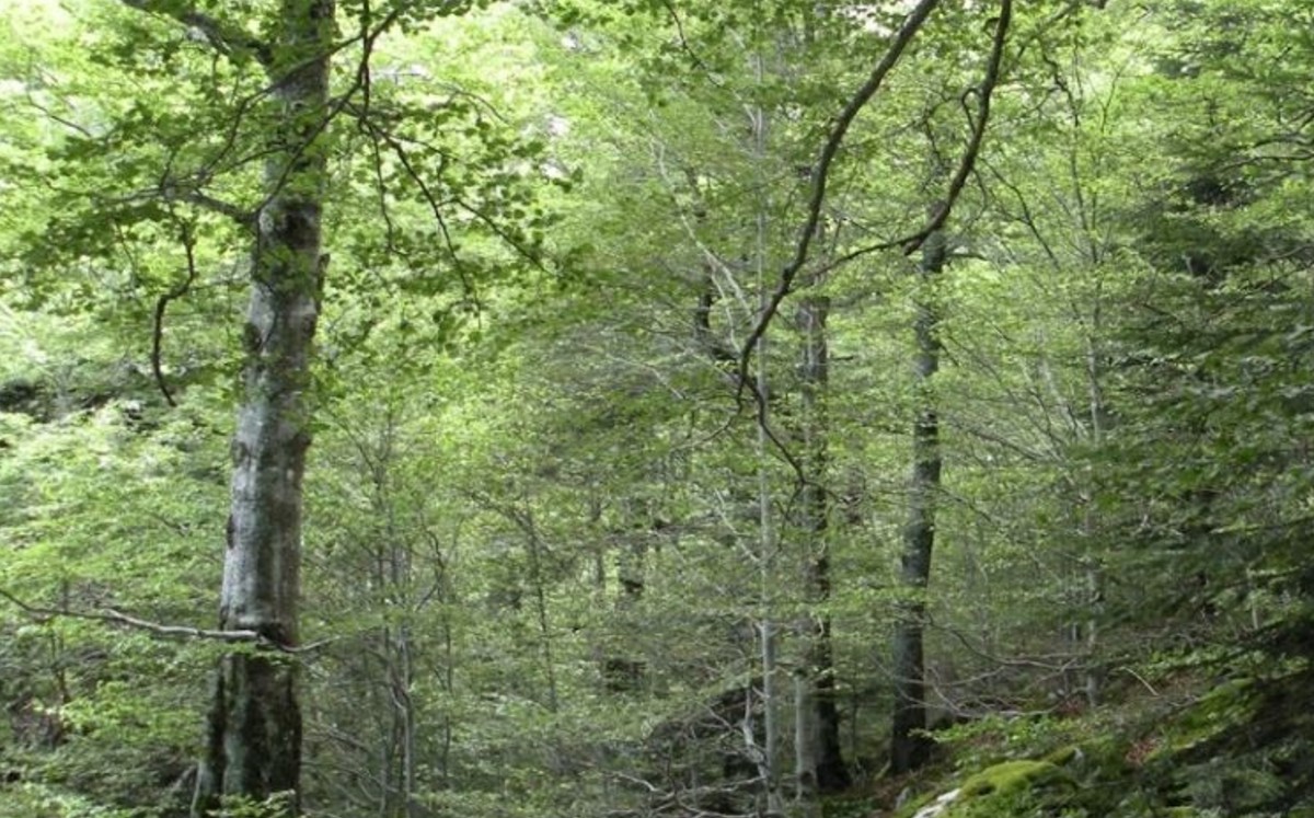 La vegetación empieza a saturarse del exceso de CO2 atmosférico. (DPA)