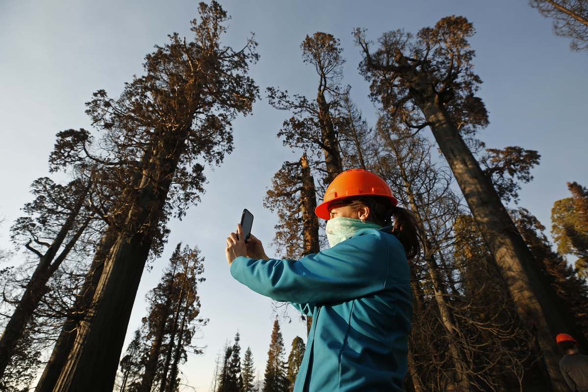 El árbol más alto del mundo está en una zona remota de Redwood National Park. Foto: GettyImages/Al Seib