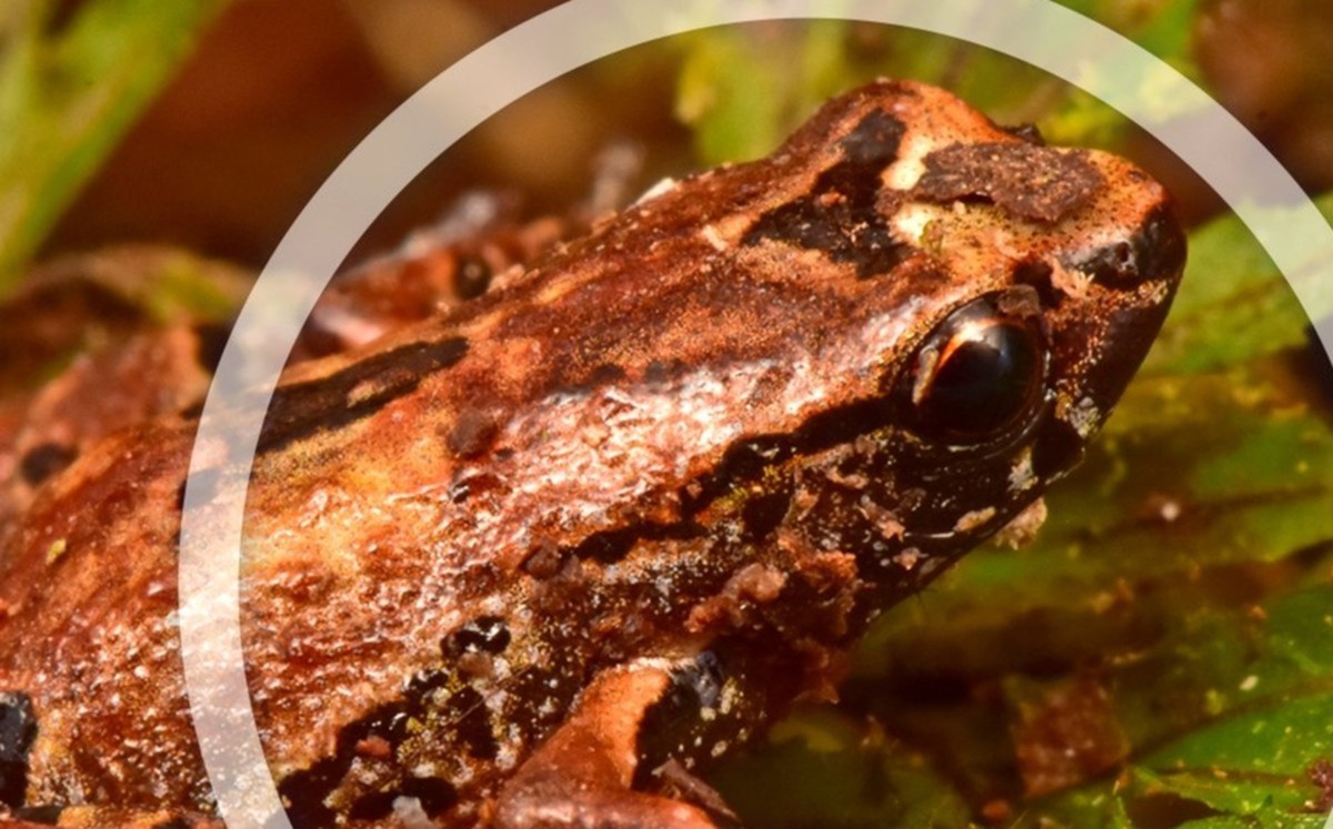 Descubren rana diminuta en Bolivia; podría ser la más pequeña de los Andes