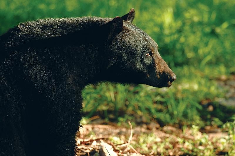 Oso negro es un animal que habita en Tamaulipas y Texas. (Cortesía)