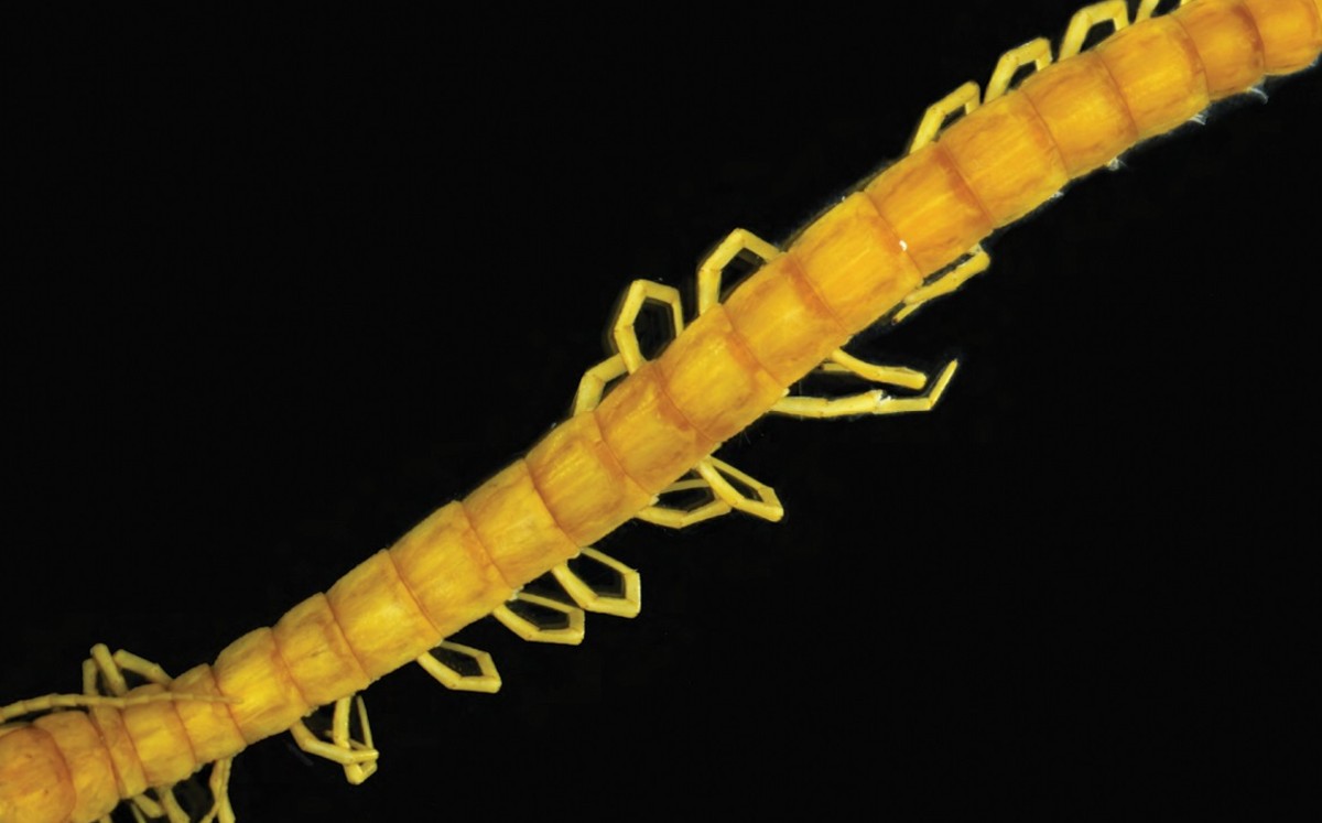 Nueva especie de ciempiés reina en un ecosistema 'infernal'. (DPA)